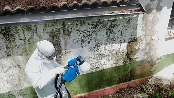 Trusted Commercial Mold Remediation service in Belmont, PA - Cheap Mold Removal
